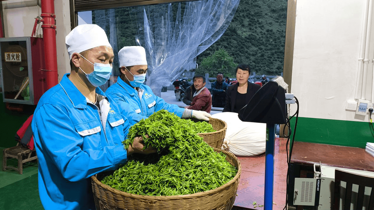 陕西紫阳：茶叶加工忙 茶香浸陕南  第4张