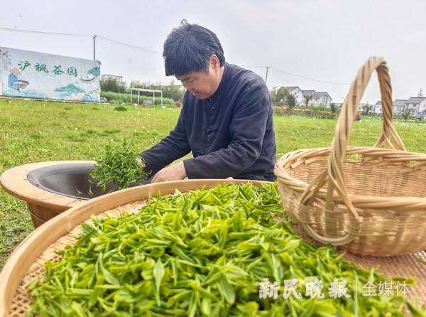 本地茶叶采摘忙，沪枫茶园采茶 第2张