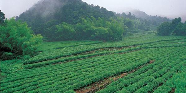 高山云雾茶是什么茶(高山云雾) 第1张