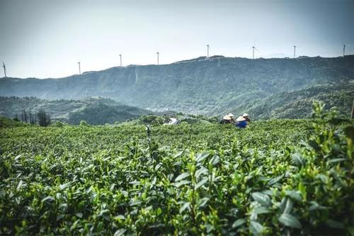 石峰云雾茶是什么茶叶(石峰云雾茶是什么) 第1张