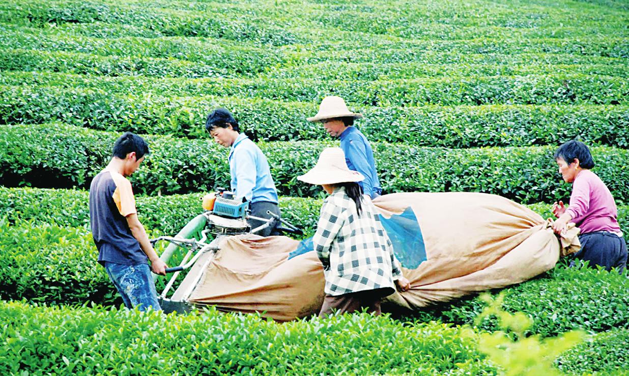 茶叶的采摘技巧与季节影响(茶叶的采摘技巧与季节影响有哪些) 第1张