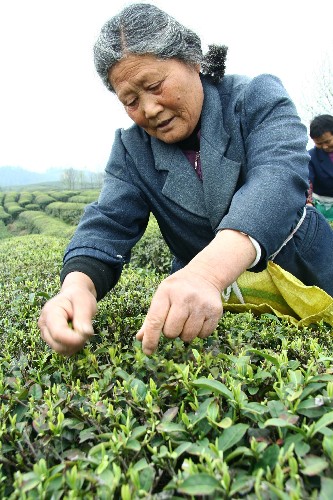 茶叶的采摘技巧与季节影响(茶叶的采摘技巧与季节影响有哪些) 第2张