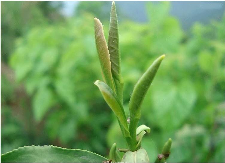 金骏眉茶叶嫩芽(金骏眉都是芽头吗) 第2张