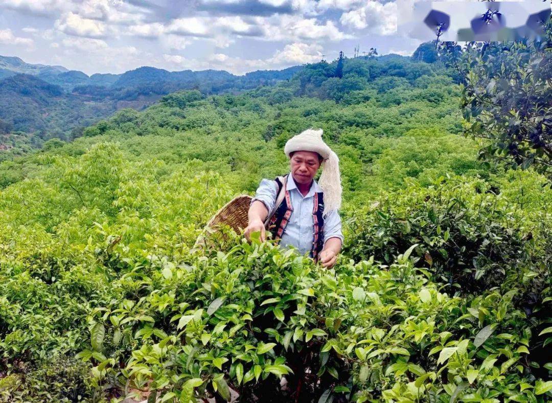 金骏眉荣华茶叶(金骏眉是什么茶) 第1张