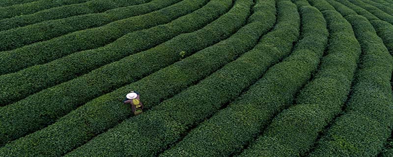 茶叶金骏眉种植(金骏眉茶树种类) 第2张