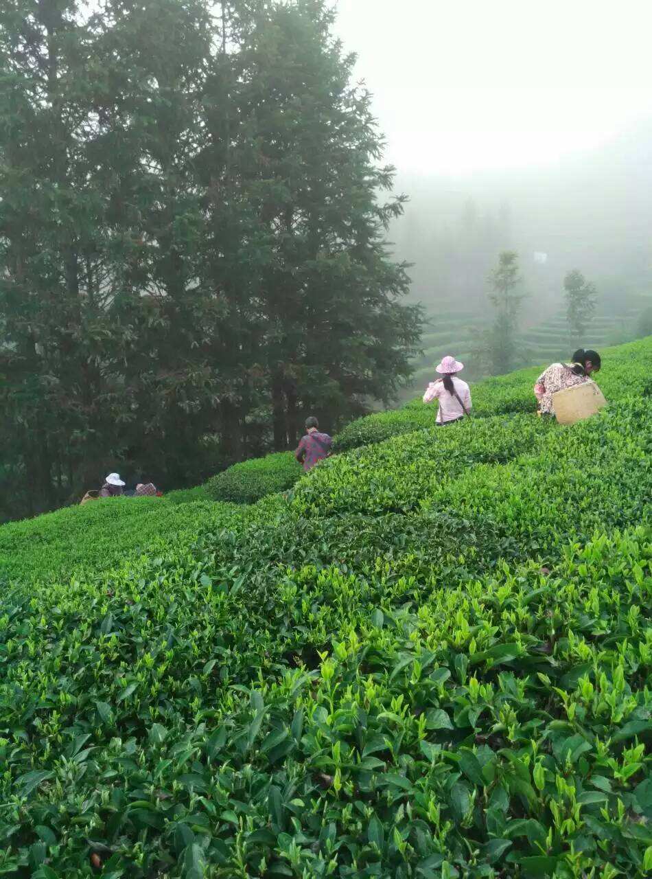 金骏眉茶叶种植基地(金骏眉茶叶产地有哪些) 第1张