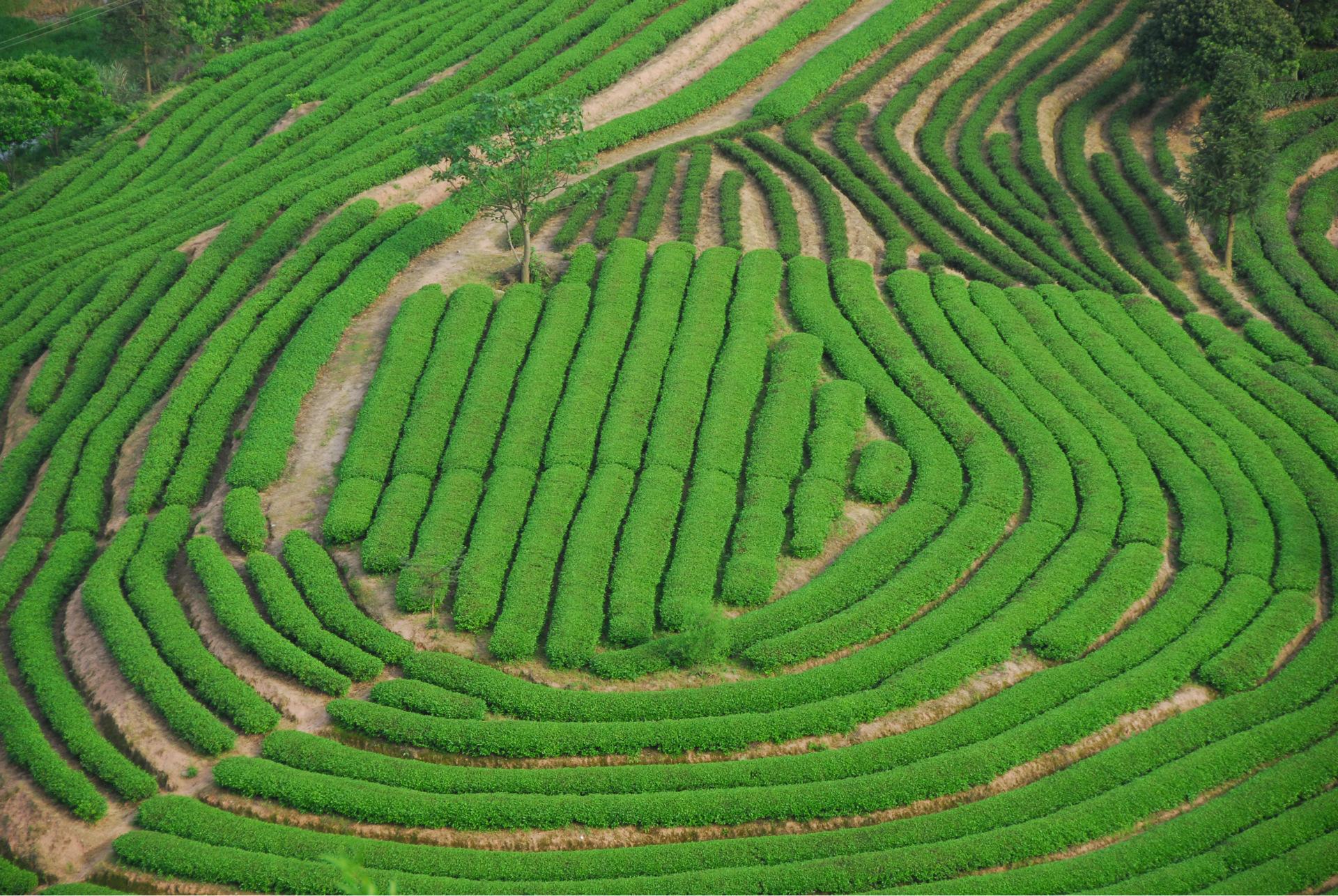 金骏眉茶叶种植基地(金骏眉茶叶产地有哪些) 第2张