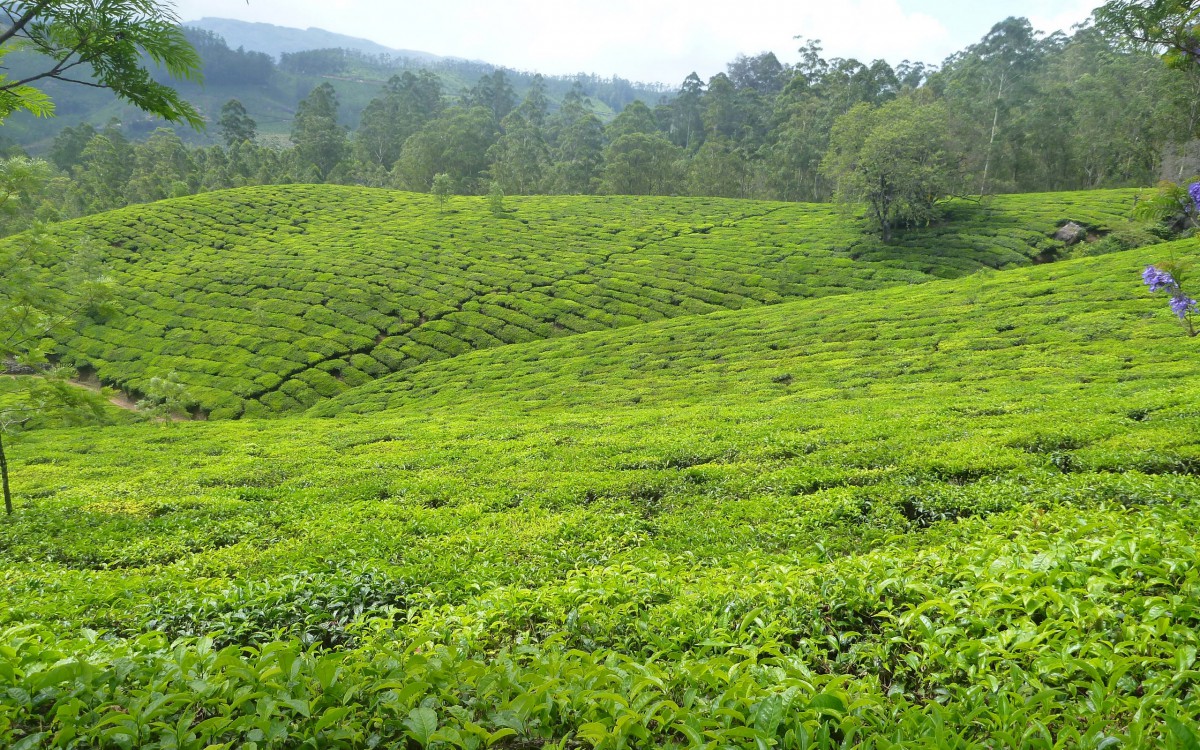 金骏眉茶叶茶园图片(金骏眉茶叶价格礼盒) 第1张