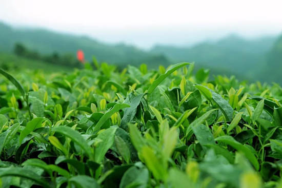 金骏眉乡间茶田茶叶价格(茶叶金骏眉中国红) 第2张