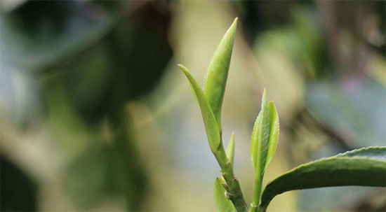 茶叶金骏眉嫩叶(茶叶金骏眉嫩叶还是老叶) 第1张