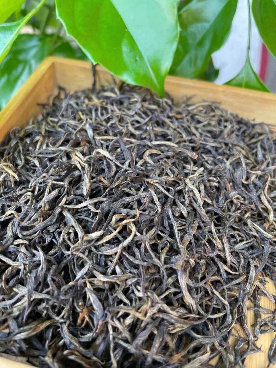 金骏眉茶叶能治什么病(金骏眉茶叶有什么作用) 第2张