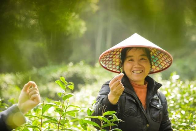 希悍金骏眉茶叶(金骏眉2020) 第1张