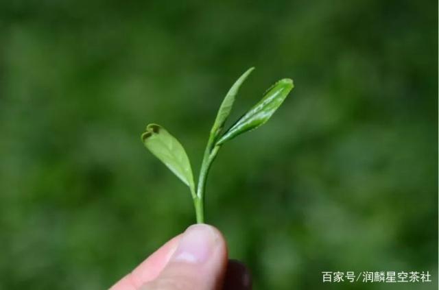 金骏眉茶叶天然植物(金骏眉茶叶有什么作用) 第2张