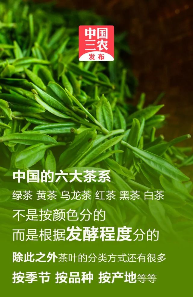 中国饮茶文化文案(中国饮茶文化文案素材) 第2张