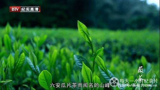 武夷山茶文化诗词(阅读武夷山名茶的诗词) 第1张