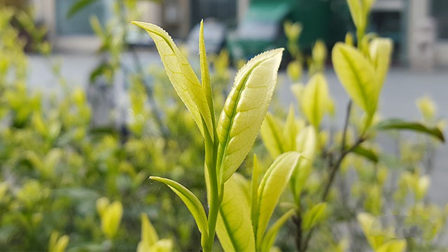 安吉白茶文化历史(安吉白茶文化历史简介) 第2张