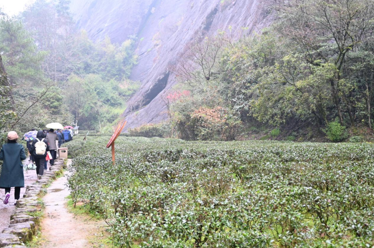 武夷山茶文化介绍(武夷山茶文化介绍ppt) 第2张