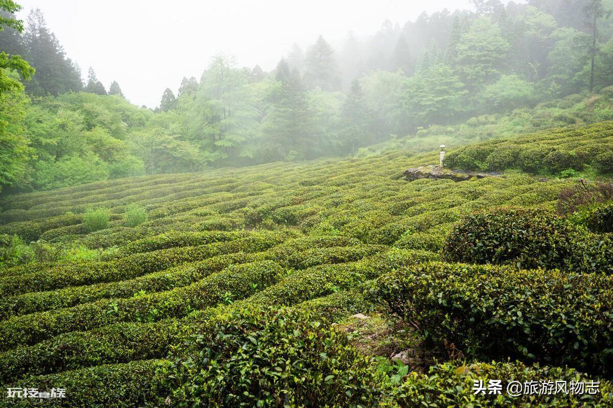 江西茶叶品牌十大名茶(江西茶叶品牌十大名茶图片) 第1张