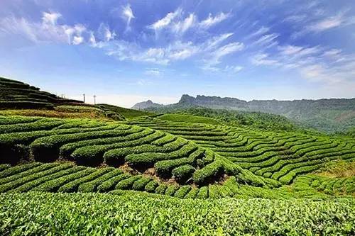 宜宾翠屏区茶文化(宜宾茶文化旅游) 第2张