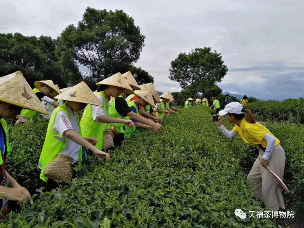 茶文化研学旅游海报(茶文化研学活动策划) 第1张