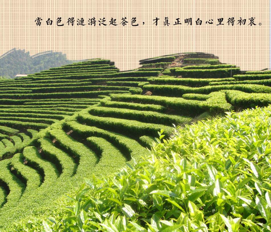 清明最出名的茶叶品牌(清明最出名的茶叶品牌有哪些) 第2张