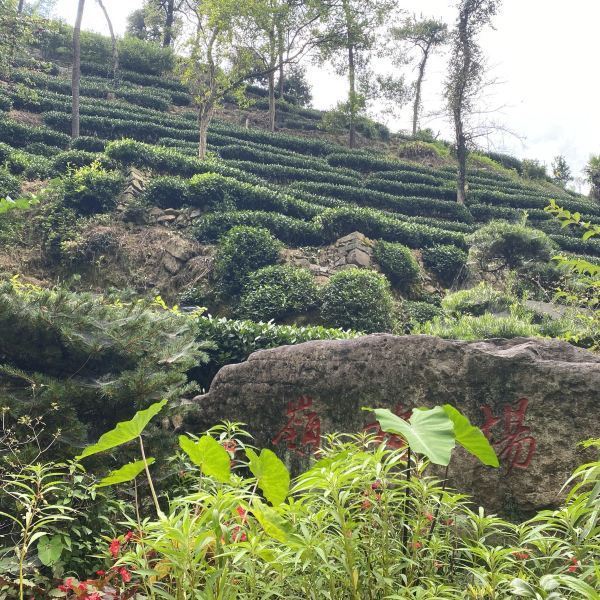 西湖龙井茶文化景区(西湖龙井茶文化景区介绍) 第2张