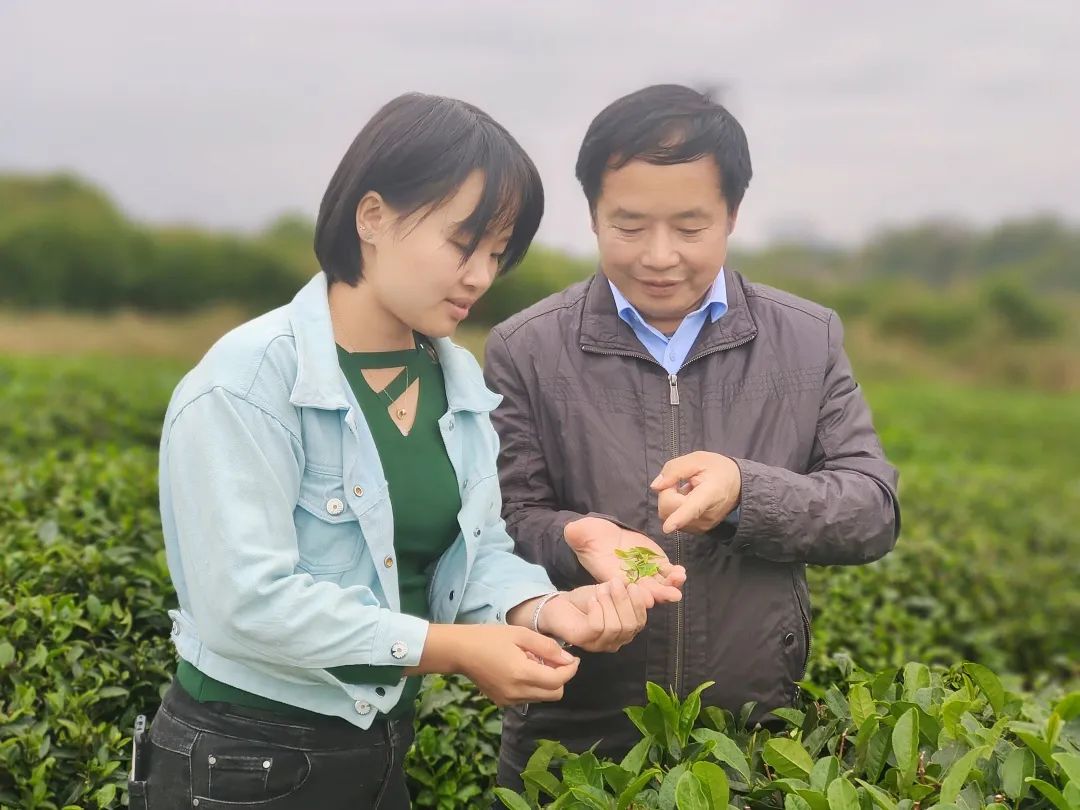 湖南孝感茶叶品牌(孝感特产茶) 第2张