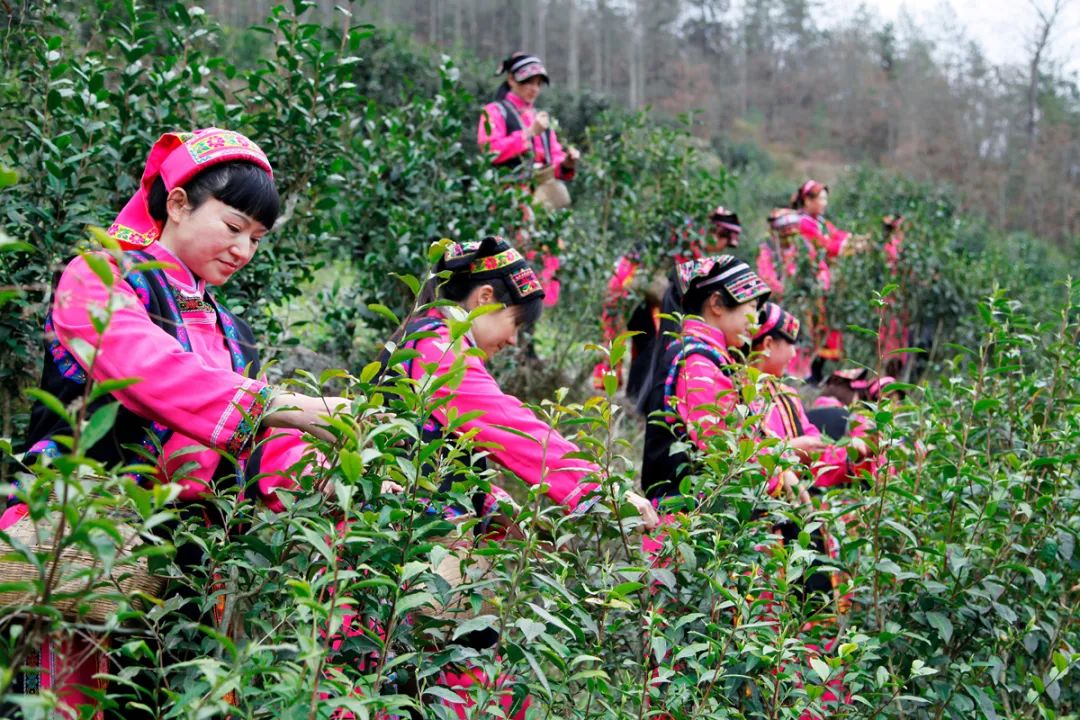 平武羌族茶文化介绍(平武 羌族) 第2张