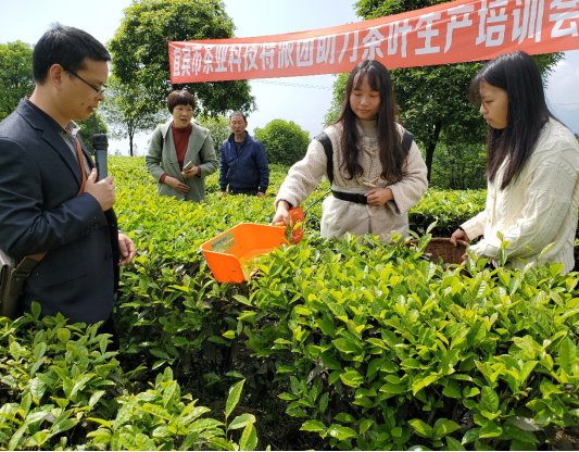 高县出名的茶叶品牌(高县茶贸综合产业园项目) 第2张