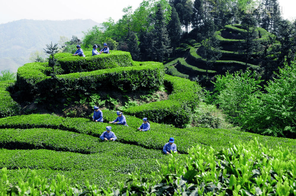 黄山旅游茶文化标语(黄山茶叶宣传语) 第1张