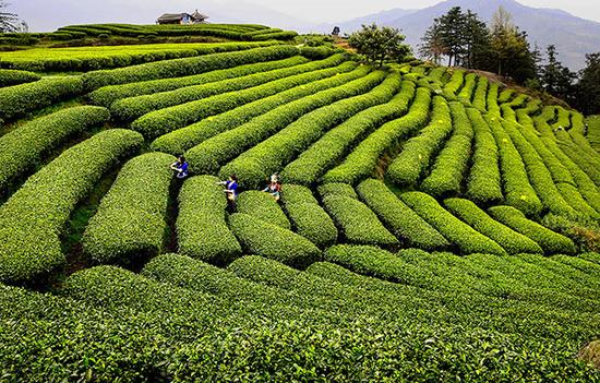 柳州茶文化是什么(柳州茶厂) 第1张