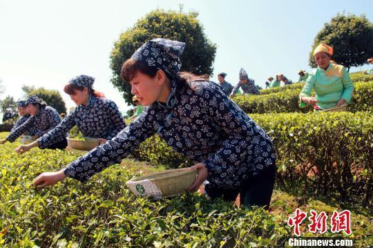 茶农的后代茶文化(茶农是啥) 第1张