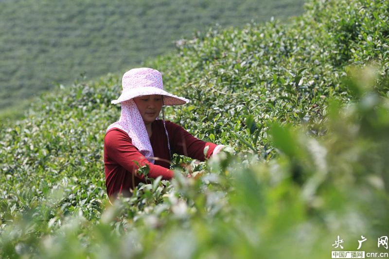 茶农的后代茶文化(茶农是啥) 第2张