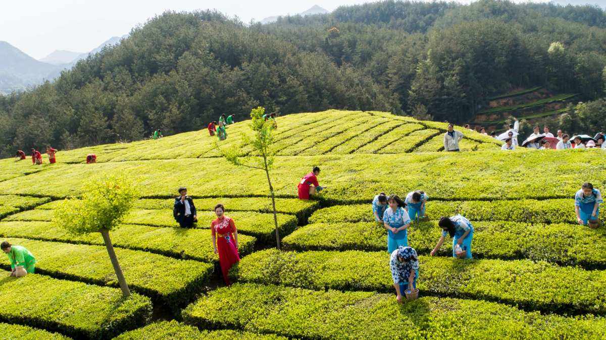 茶文化旅游宣传策略(茶文化旅游设计主题) 第1张