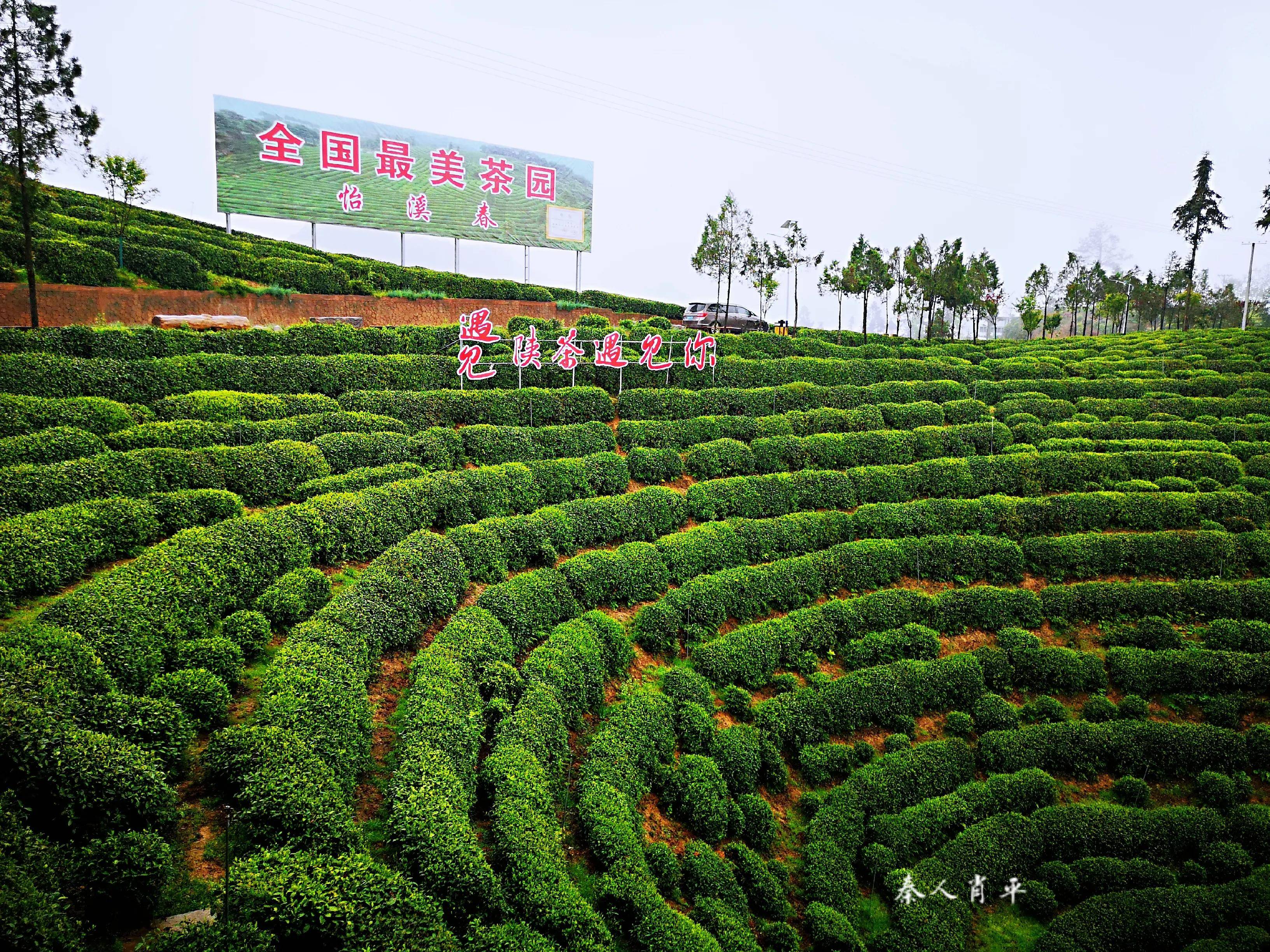 镇巴有哪些茶叶品牌(汉中镇巴茶叶都有哪些品牌) 第1张