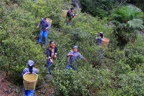 湖南茶文化翻译报告(茶文化 翻译) 第1张