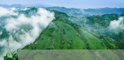 上海茶叶品牌加盟工厂(上海茶叶公司) 第2张