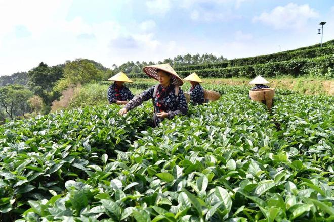 云浮茶叶加盟代理茶叶品牌(云浮茶叶加盟代理茶叶品牌电话) 第1张