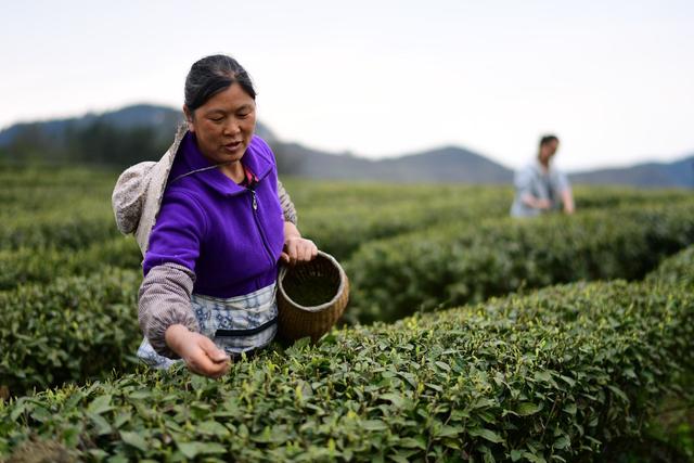 贵州茶叶缺乏品牌建设(贵州茶叶市场占有率偏低的原因) 第2张