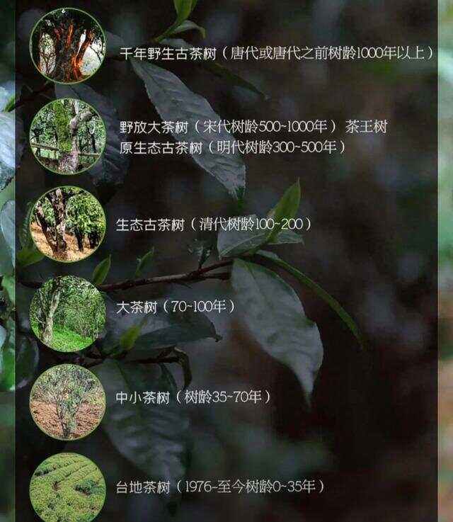 有名古树茶叶品牌(最好的古树茶出哪里) 第2张