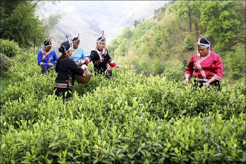 宁德畲族茶文化特色(宁德畲族茶文化特色介绍) 第2张