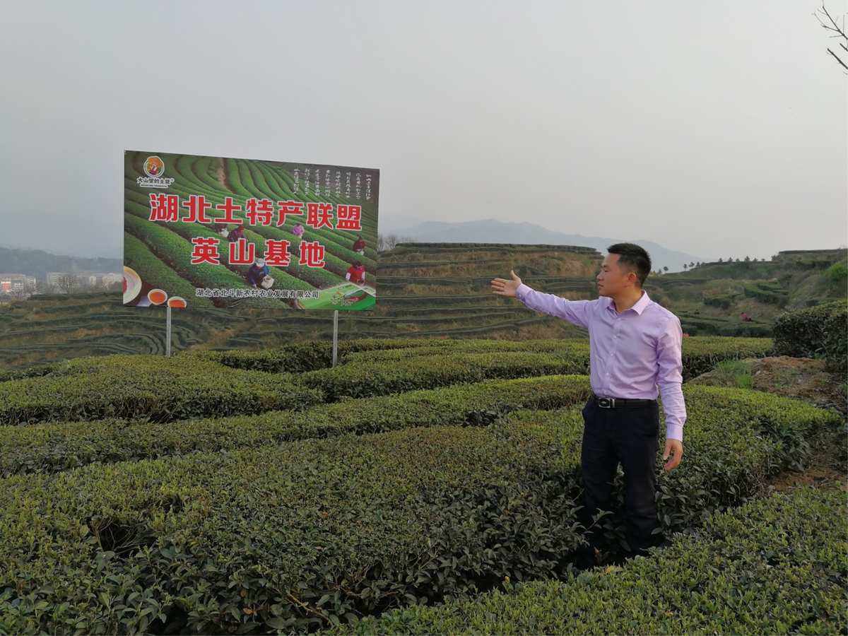 湖北生态茶叶品牌(湖北的茶叶公司有哪些品牌) 第2张