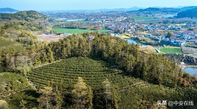 潮河镇打造茶叶品牌(潮河镇打造茶叶品牌项目) 第2张