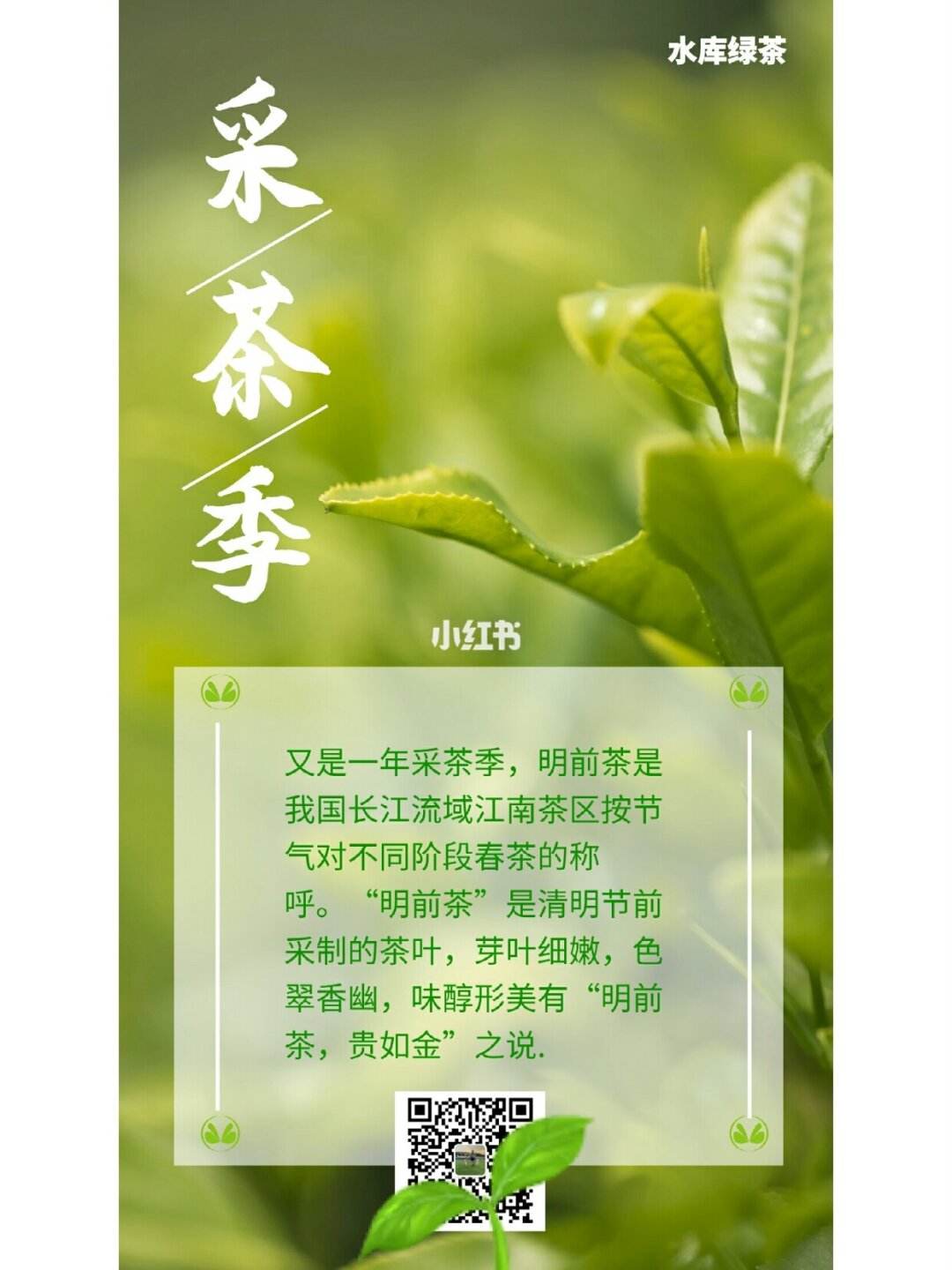 茶文化加油视频文案(茶视频标题) 第2张