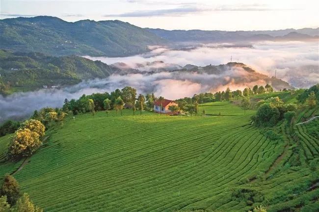 茶文化旅游类型特点(说说茶文化旅游的基本形式) 第1张